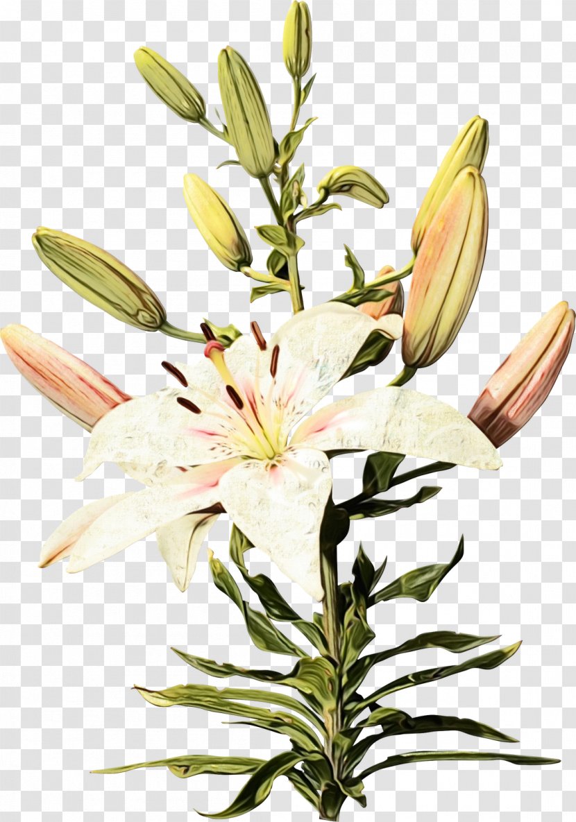 Flower Flowering Plant Lily Petal - Cut Flowers Stargazer Transparent PNG