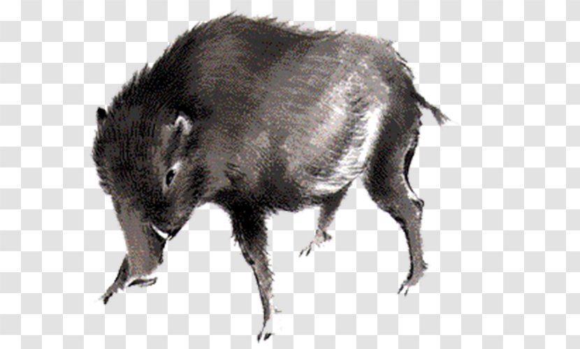 Wild Boar Download Peccary Icon Transparent PNG