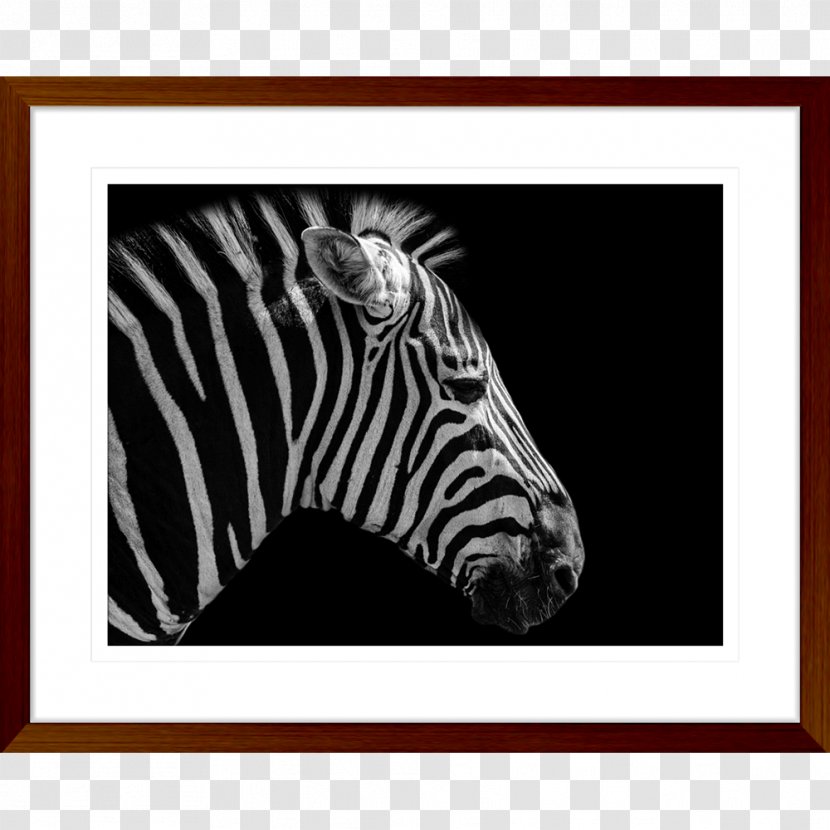 Butterfly Social Media Quagga Business Marketing - Animal Transparent PNG