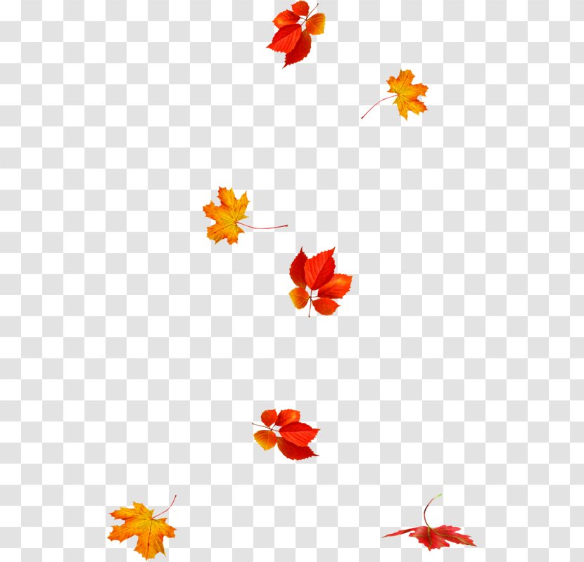 Autumn Leaves Leaf Animation Photography Transparent PNG