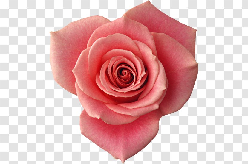 Beach Rose Flower Red Petal Yellow - Garden Roses Transparent PNG