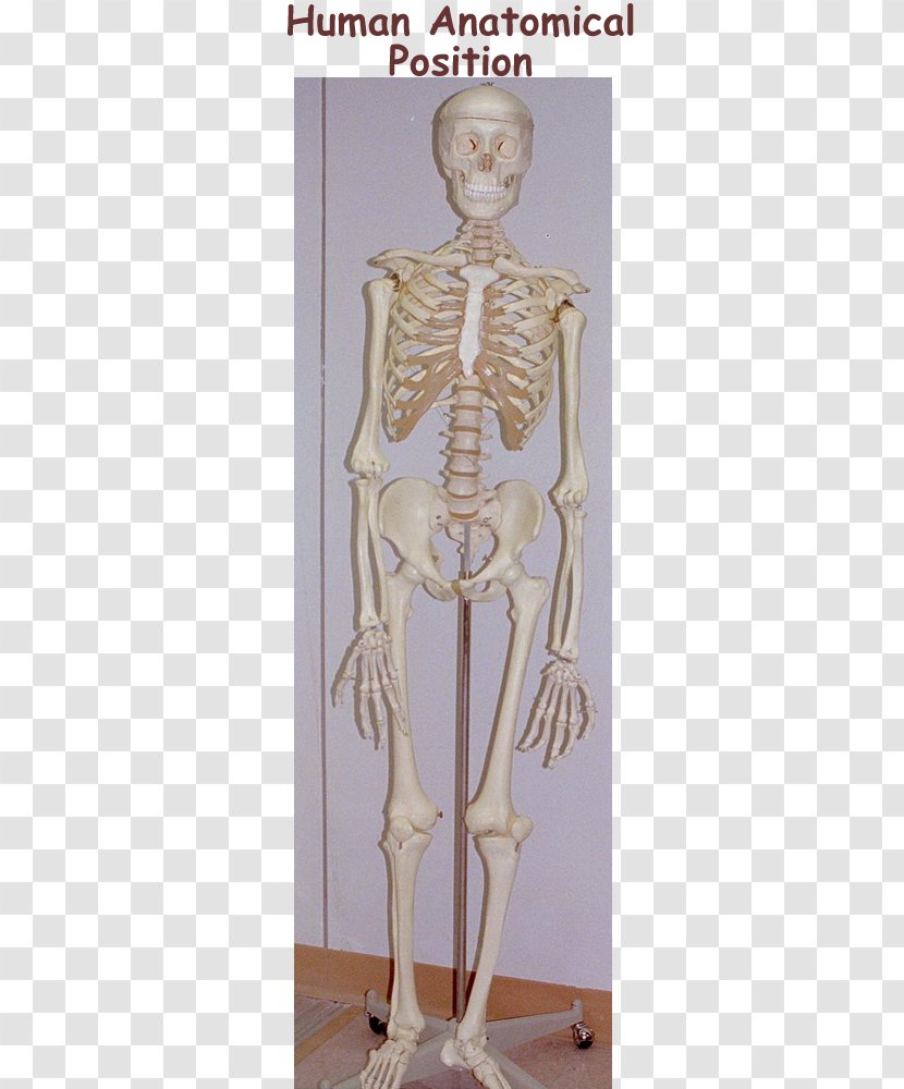 Shoulder Mannequin Homo Sapiens Skeleton Classical Sculpture - Anatomical Position Transparent PNG