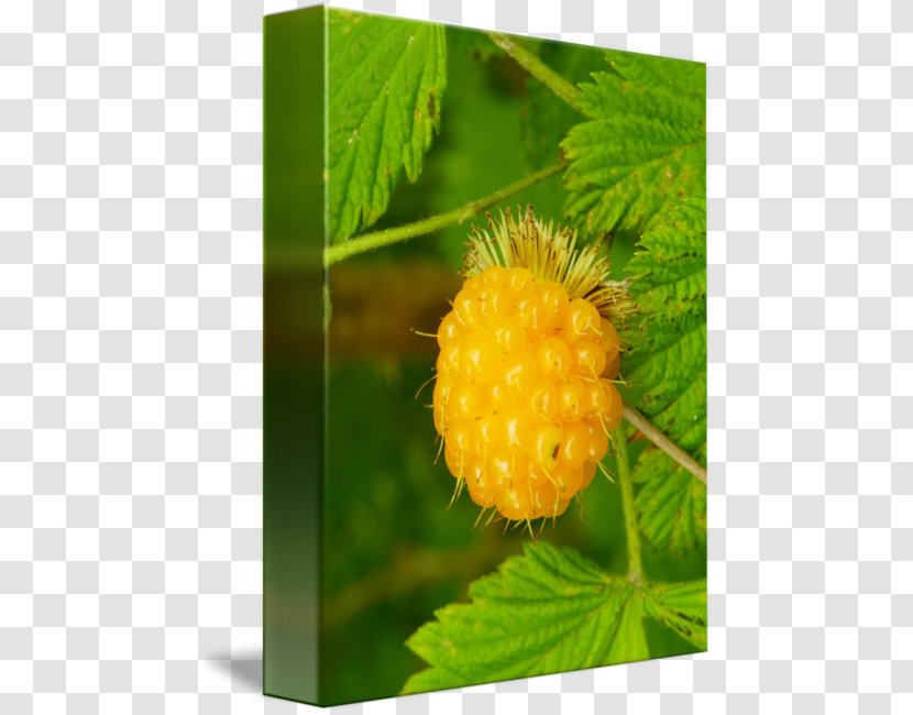 Fruit - Salmonberry - Yellow Berries Transparent PNG