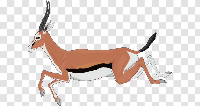 Antelope Gazelle Springbok Clip Art - Free Content - Cliparts Transparent PNG