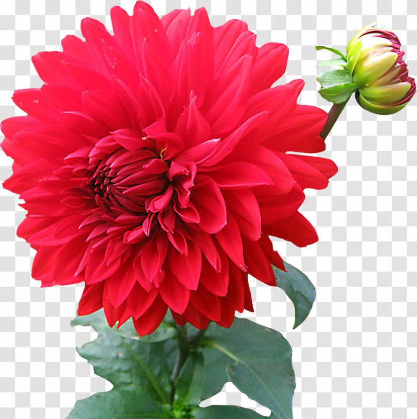 Dahlia Clip Art - Header - Free Image Transparent PNG