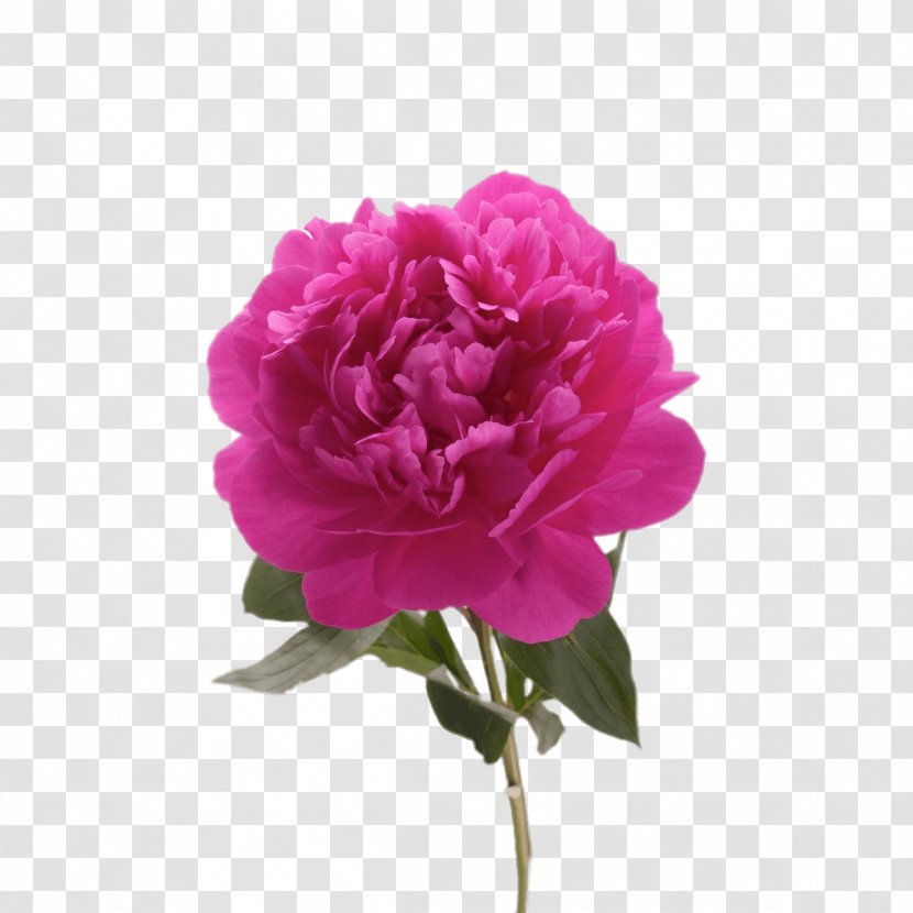 Garden Roses Peony Image Drawing - Annual Plant Transparent PNG