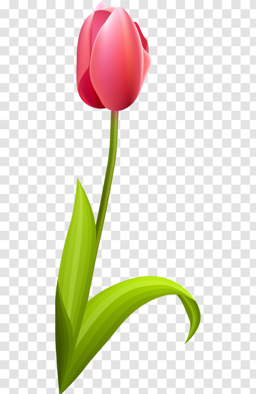 Tulip Cut Flowers Petal Plant Stem Transparent PNG