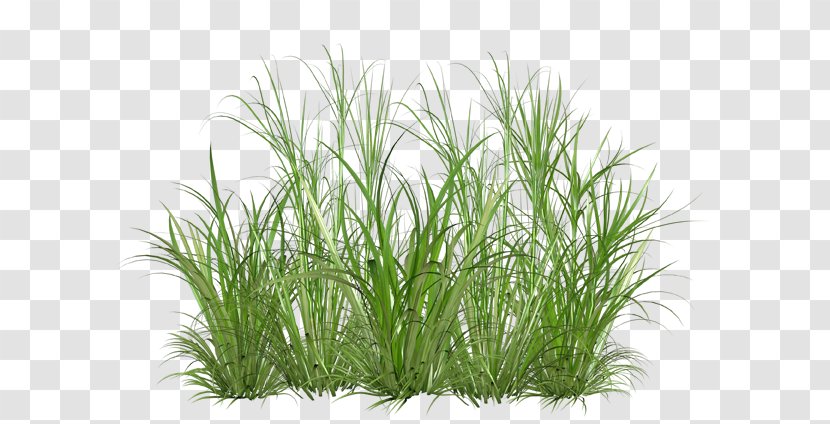 Desktop Wallpaper Image Clip Art Vector Graphics - Wheatgrass - Beautiful Grass Transparent PNG