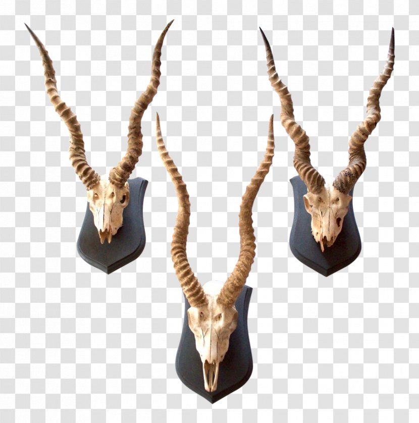 Impala Antelope Blackbuck Horn Antler - Commemorative Plaque - Gazelle Transparent PNG