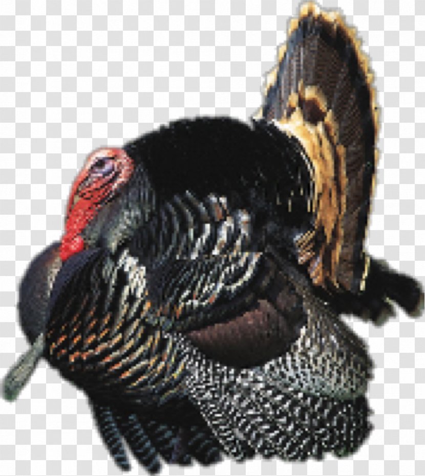 Chicken Guineafowl Ocellated Turkey Hunting - Thanks Giving Transparent PNG