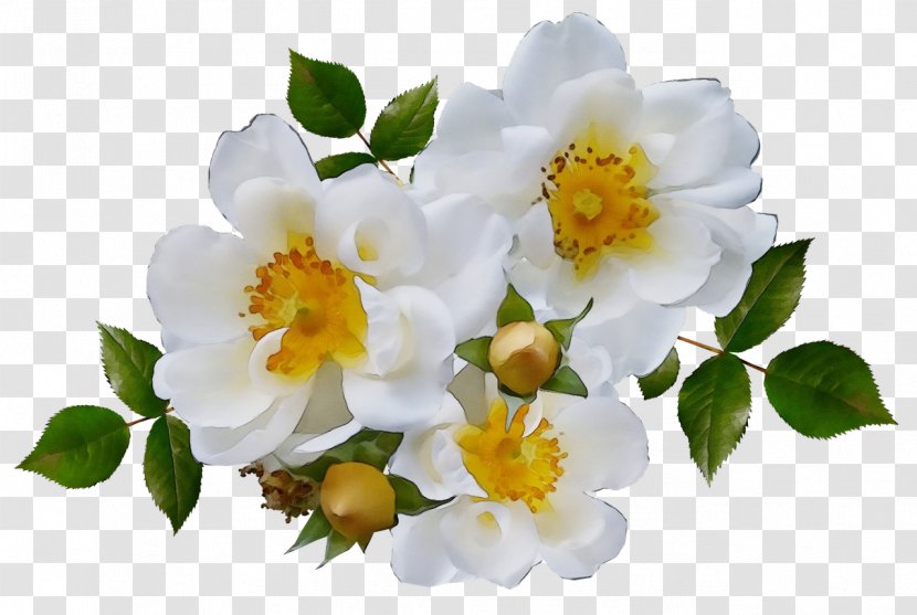 Rose - Plant - Yellow Rosa Omeiensis Transparent PNG