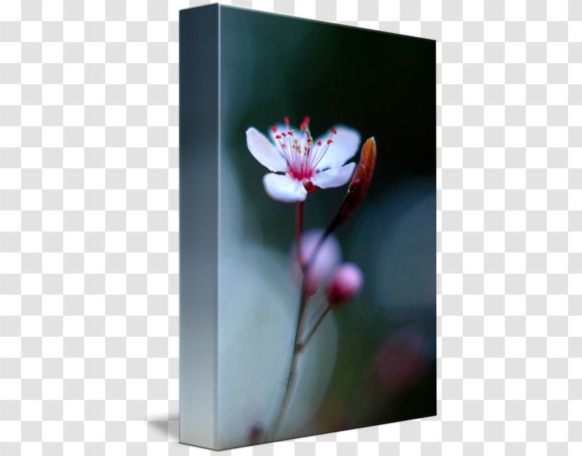 Still Life Photography Desktop Wallpaper Picture Frames - Plum Blossom Transparent PNG