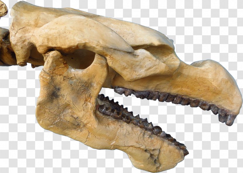 Pezosiren Eocene Sea Cows Triebold Paleontology Incorporated Daspletosaurus - Watercolor - Silhouette Transparent PNG
