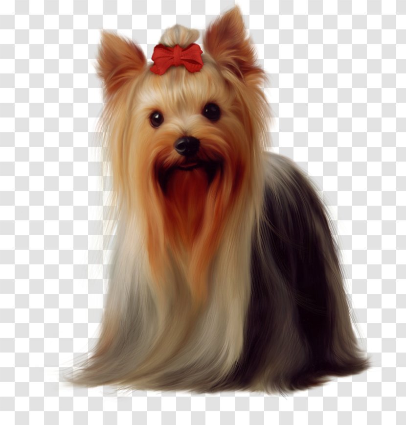 Yorkshire Terrier Puppy Boston Airedale Maltese Dog - Biewer Transparent PNG