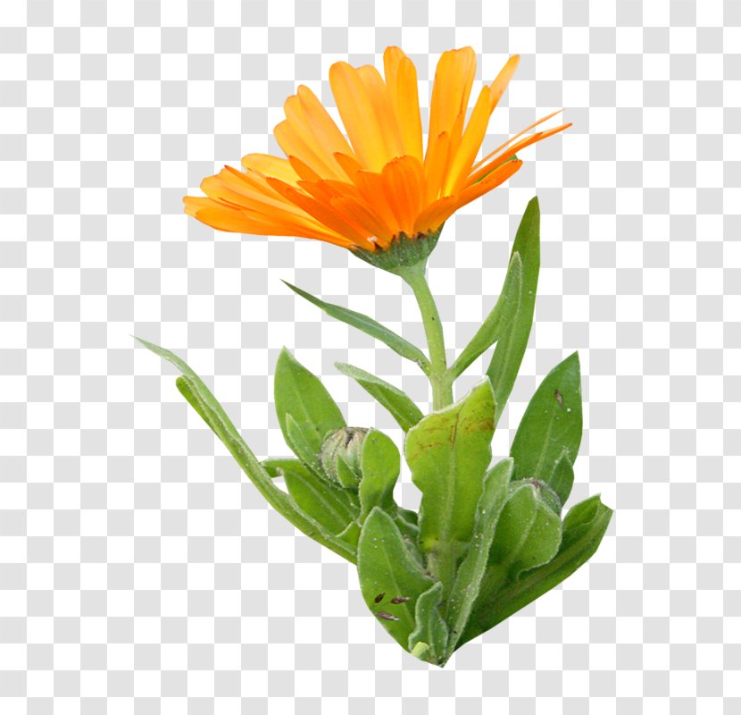 Calendula Officinalis Orange Flower Clip Art - Yellow Transparent PNG
