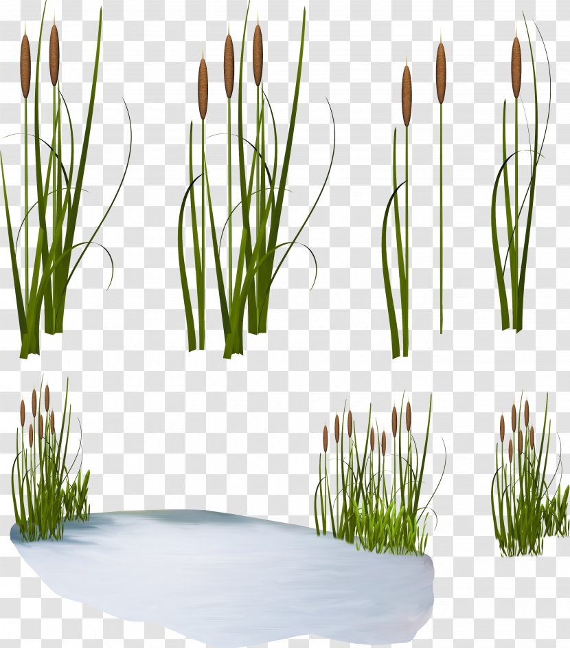 Scirpus Common Reed Clip Art - Herb - Green Watercolor Transparent PNG