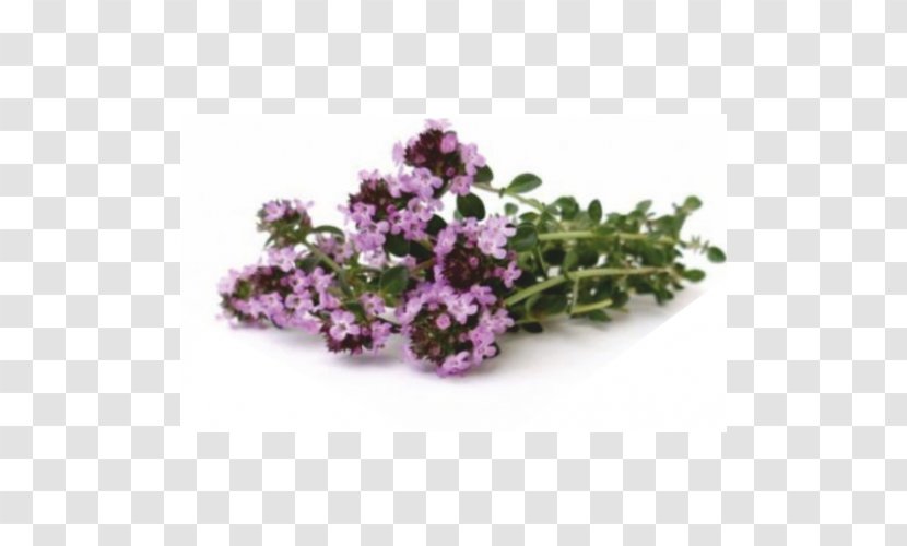 Breckland Thyme Herb Plant Lamiaceae - Spice Transparent PNG