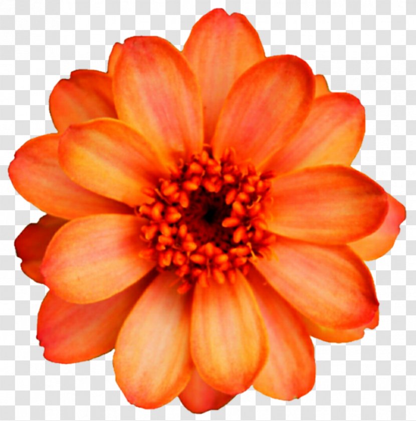 Garden Cosmos Sulfur Cut Flowers Clip Art Transvaal Daisy - Chrysanths - Flower Transparent PNG