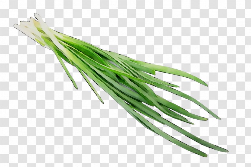 Welsh Onion Garlic Chives Food Vegetable Jiaozi - Grass Transparent PNG