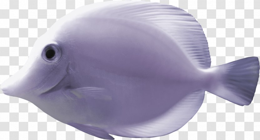 Goldfish Desktop Wallpaper Clip Art - Marine Biology - Fish Transparent PNG