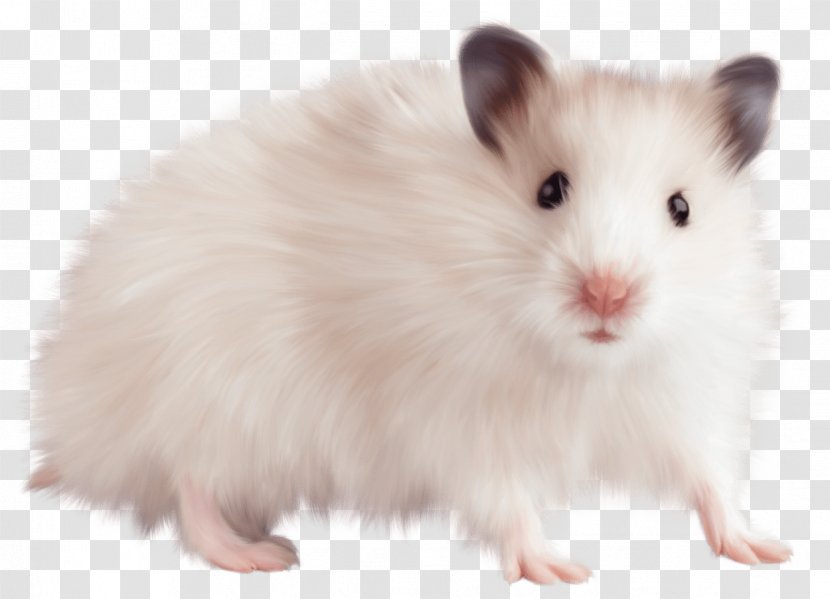 Computer Mouse Brown Rat Hamster Gerbil - Muridae Transparent PNG