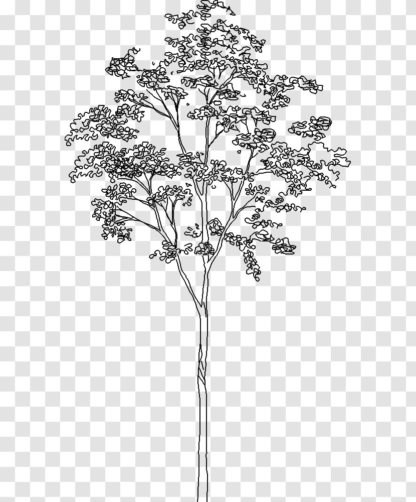 Architecture Tree Drawing Transparent PNG
