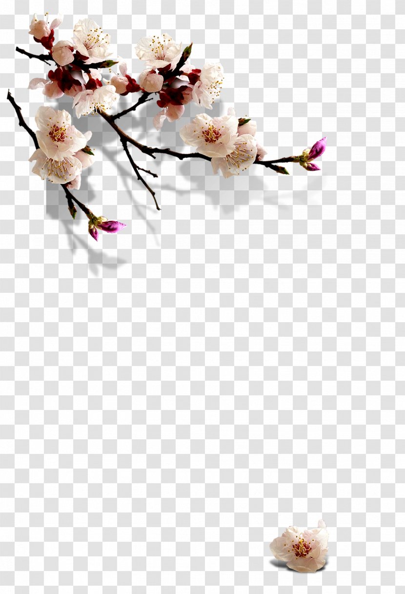 Exhibition Place China Lichun Chinese Zodiac Cherry Blossom - Petal - Plum Flower Transparent PNG