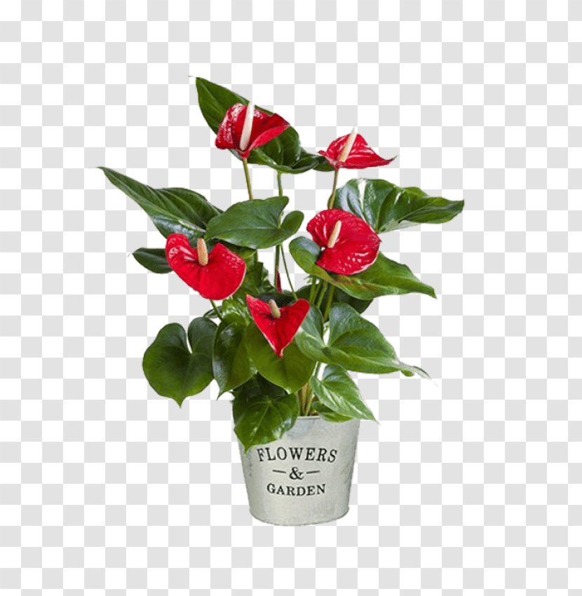 Plant Cut Flowers Laceleaf Gift - Floral Design Transparent PNG