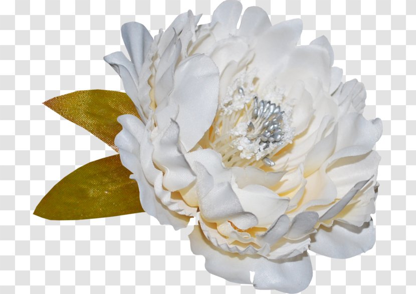 Flowering Plant Rose Family Peony - Flower Transparent PNG