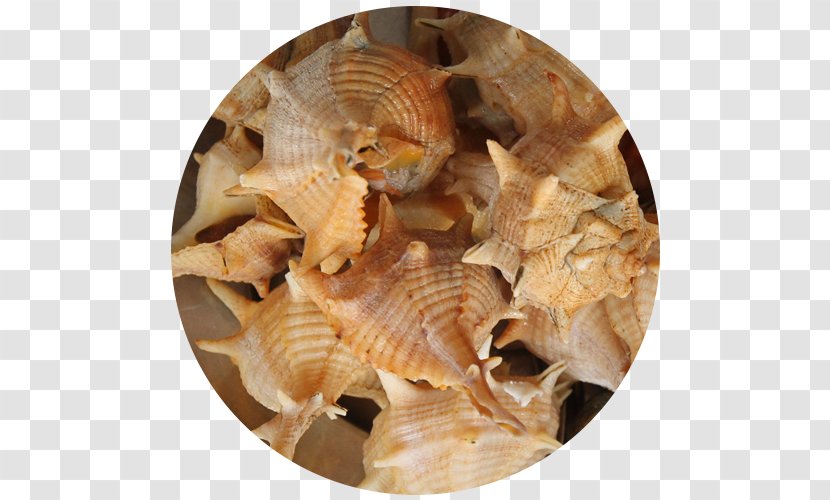 Cockle Sea Snail Shellfish Restaurante Senhor Peixe Seashell - Scallop Transparent PNG