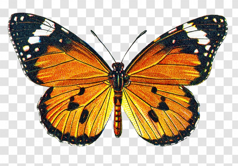 Butterfly Greta Oto Clip Art - Stockxchng - Free Pictures Of Butterflies Transparent PNG