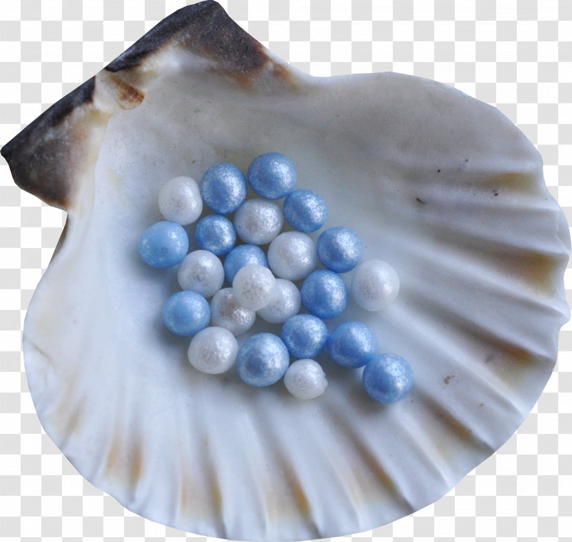 Seashell Restaurant #6 Molluscs Spiral - Photoscape Transparent PNG