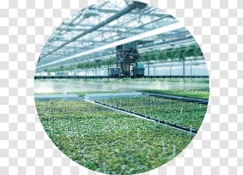 Jolly Farmer Products, Inc. Greenhouse Crop Seedling - Water Resources Transparent PNG