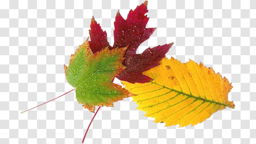 Maple Leaf Yellow LiveInternet Autumn - Yandex Search Transparent PNG