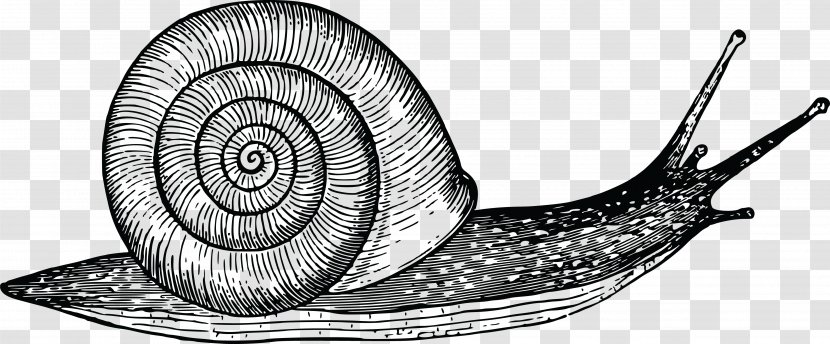 Gastropods Drawing Snail Gastropod Shell Cornu Aspersum - Seashell Transparent PNG