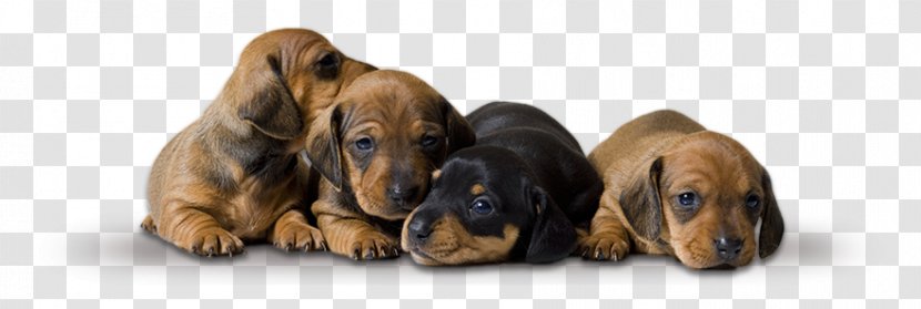 Dachshund Responsive Web Design Pet Sitting Puppy Template - Felicity Jones Transparent PNG