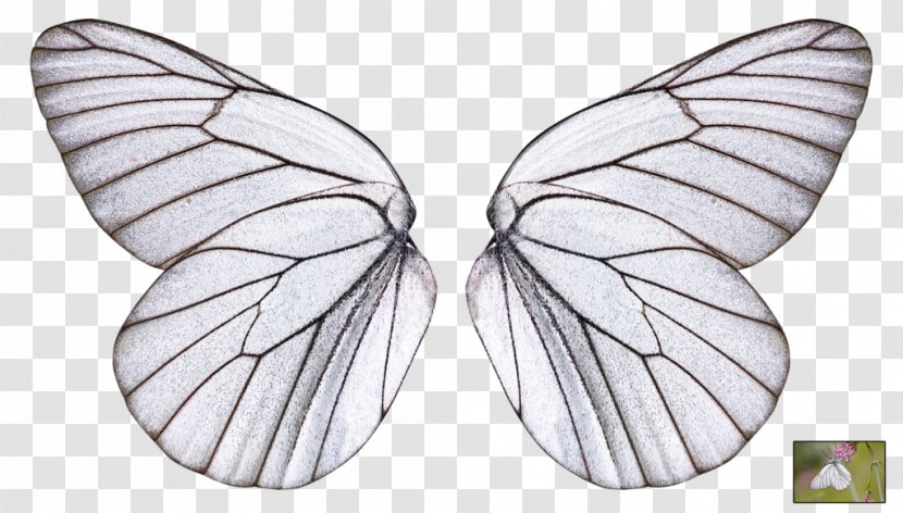 Butterfly Wing Dr.ssa Patrizia Gilardino - Symmetry - Chirugo Plastico Clip ArtSubmit Button Transparent PNG