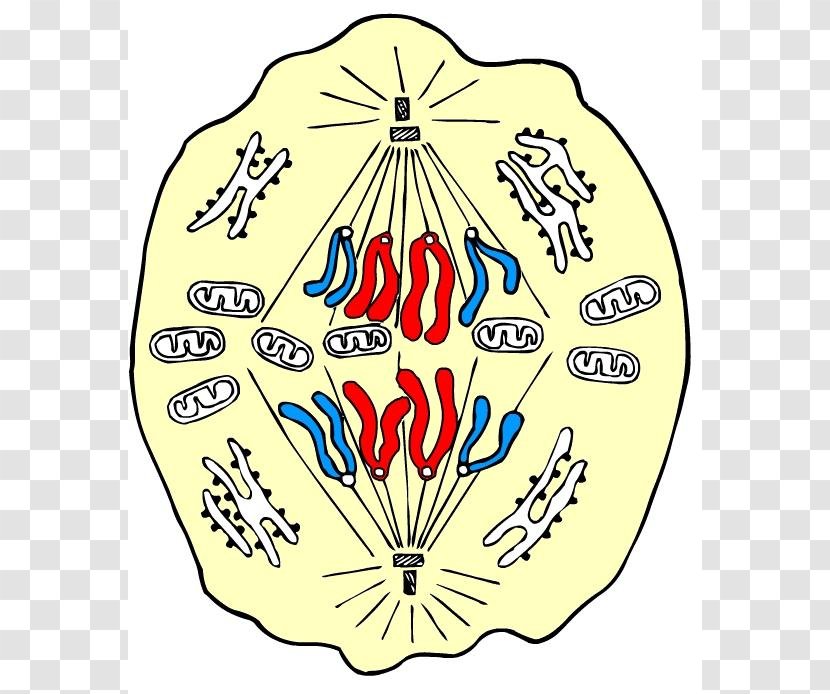 Anaphase Mitosis Prophase Metaphase Cell - Yellow Transparent PNG