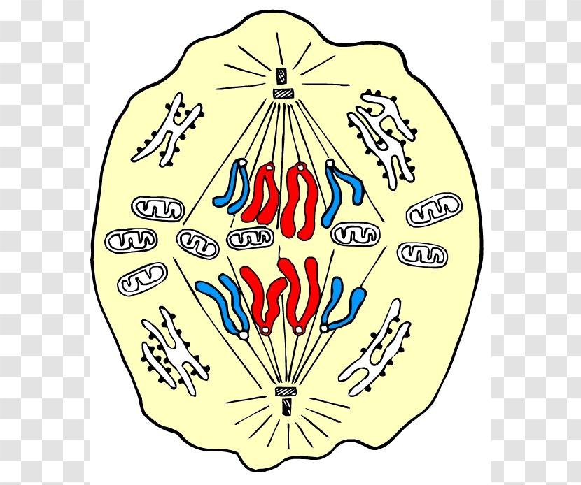 Anaphase Mitosis Prophase Metaphase Cell Yellow Transparent PNG