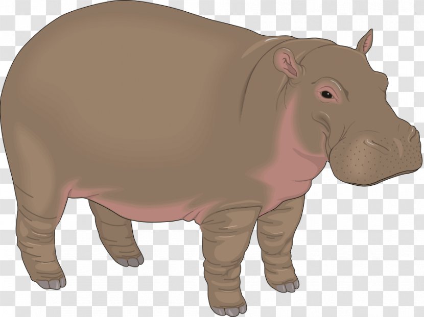 Hippopotamus Cartoon Clip Art - Pig Like Mammal - Hippo Transparent PNG