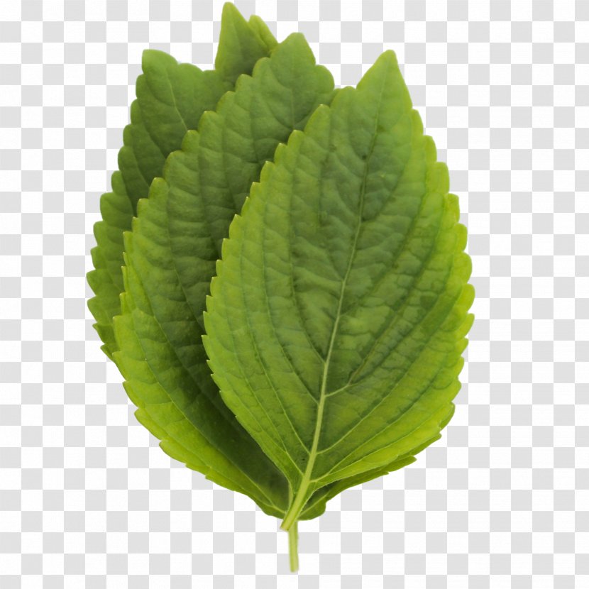 Perilla Leaf - Plant - Microgreens Transparent PNG