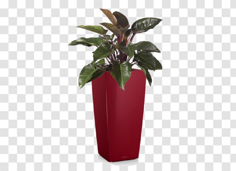 Philodendron Erubescens Xanadu Houseplant Tree Swiss Cheese Plant - Plants Transparent PNG