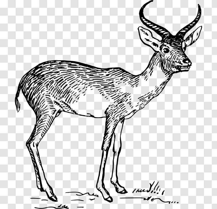 Antelope Pronghorn Gazelle Drawing Clip Art - Tail Transparent PNG