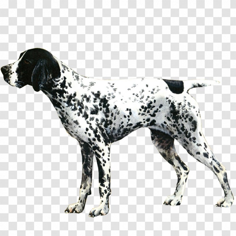 Auvergne Pointer Old Danish Dalmatian Dog Breed Vizsla - Braque D - French Words Beginners Transparent PNG