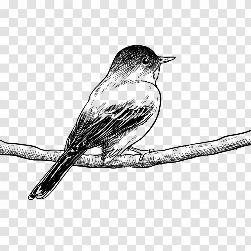Bird Drawing Painting Poster Sketch - Perching - Vector Birds Wire Transparent PNG