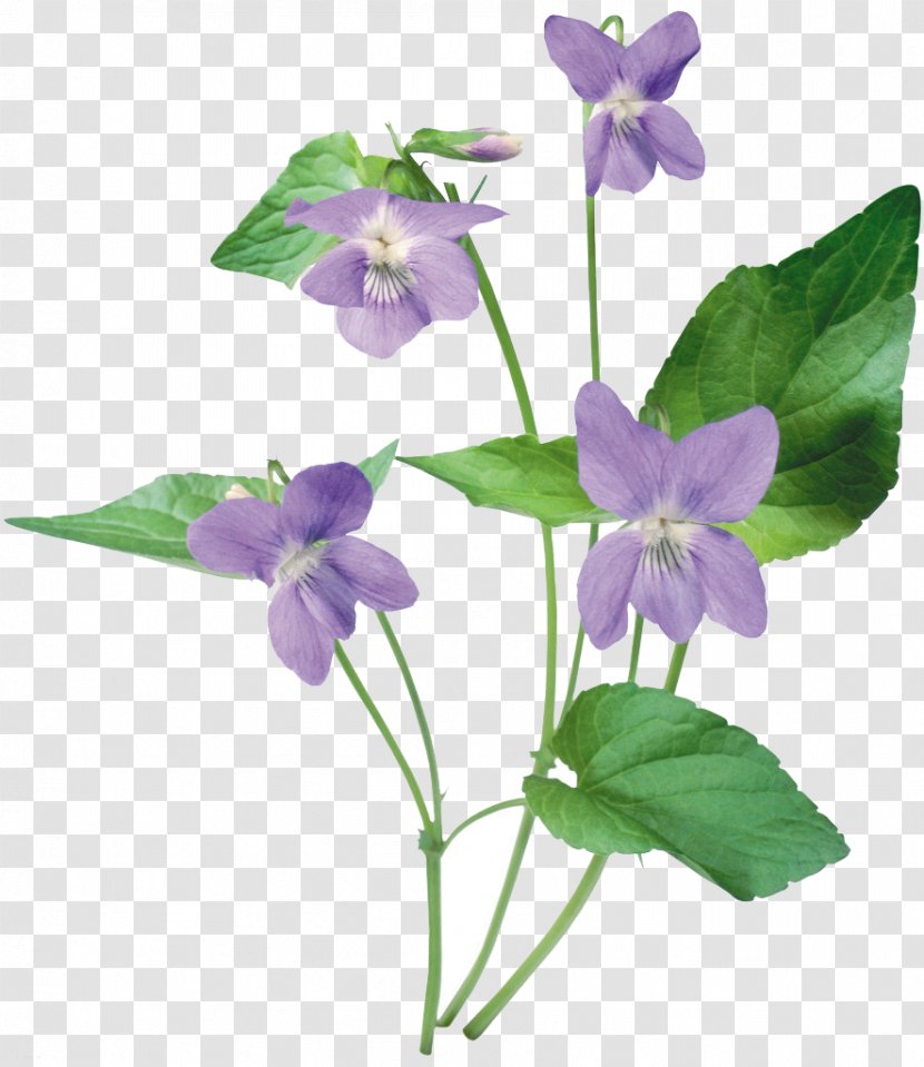 Violet Clip Art - Flowering Plant Transparent PNG