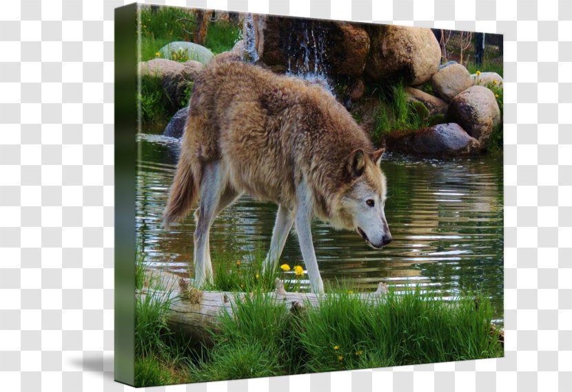 Saarloos Wolfdog Czechoslovakian Coyote - Wolf - Birthday Of His Majesty Transparent PNG