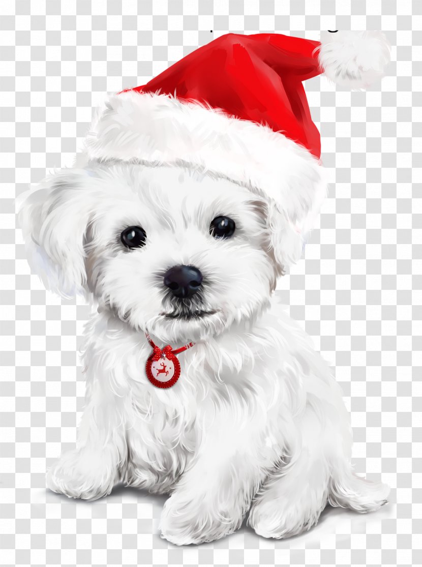 White Christmas - Maltese - Sealyham Terrier Morkie Transparent PNG
