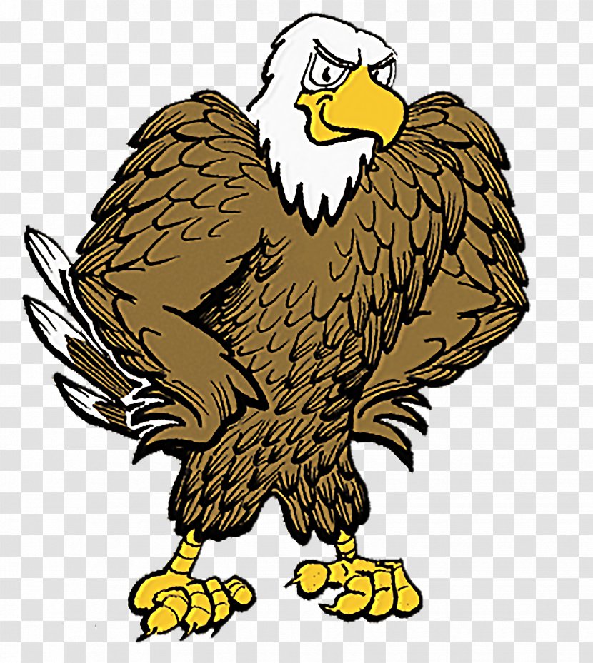 Bald Eagle Golden Clip Art - Fauna Transparent PNG