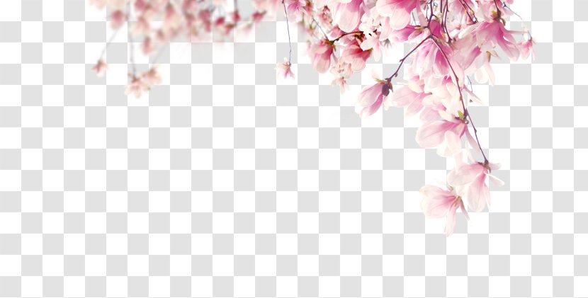 Adobe Illustrator Petal - Texture - Peach Blossom Transparent PNG